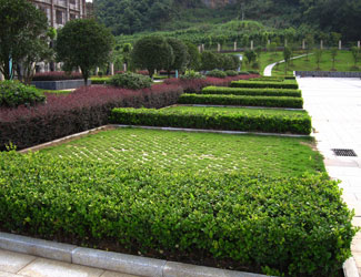 南京六合绿化